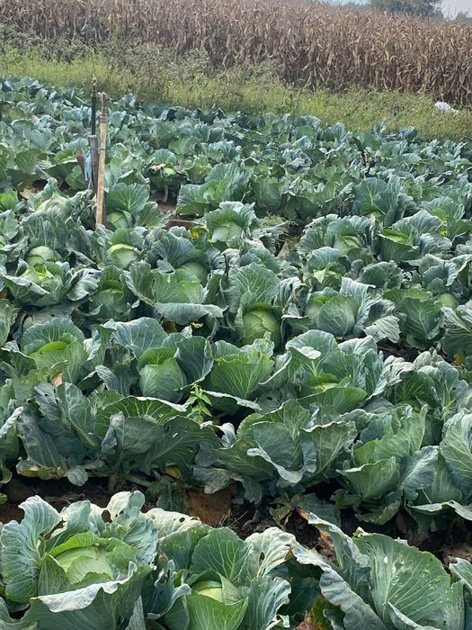 Vând varză plată și rotundă