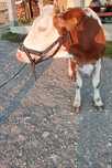 Vaca de vânzare urgent