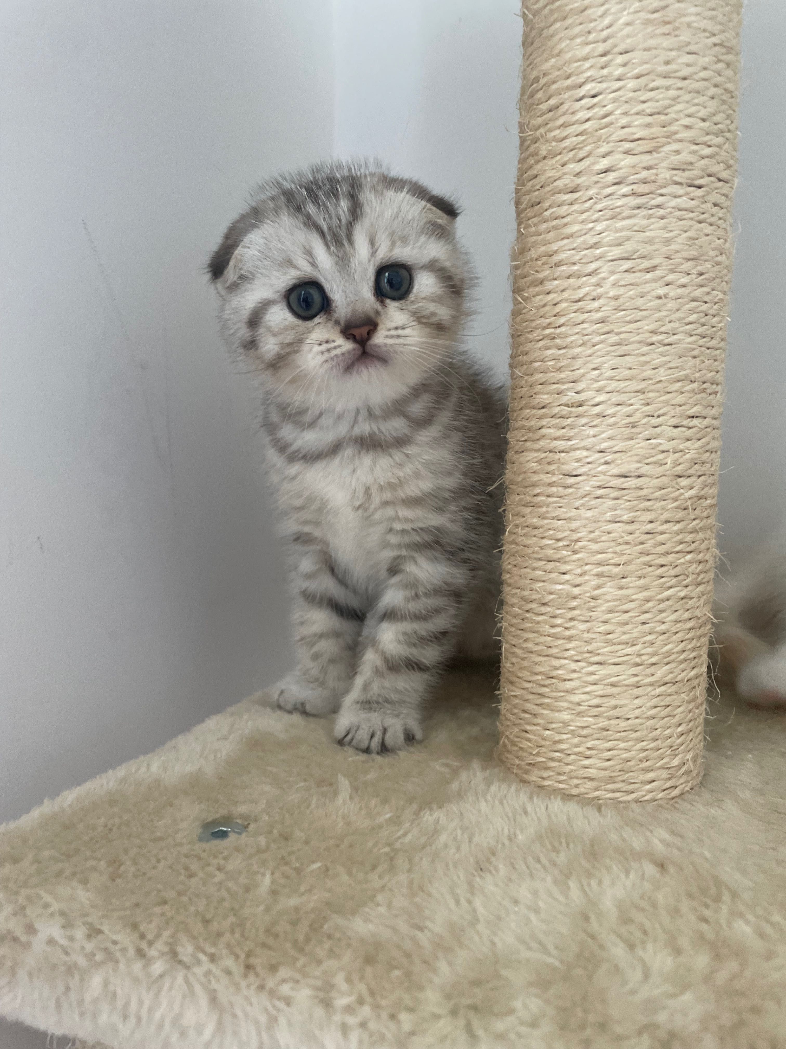 Шотландски клепоухи котенца