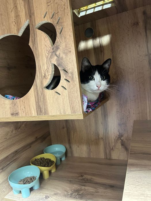 Потеряшка ищет своих хозяев