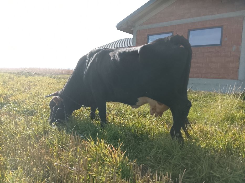 Vnd vaca cu vițel fătată de 6 săptămână al 4 vițel și are lapte 14 15