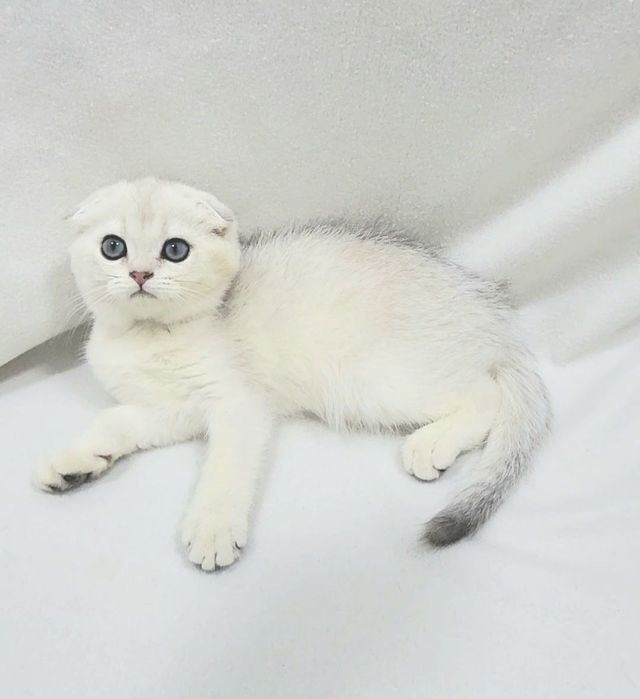 Скотиш фолд серебристая шиншилла мальчик с