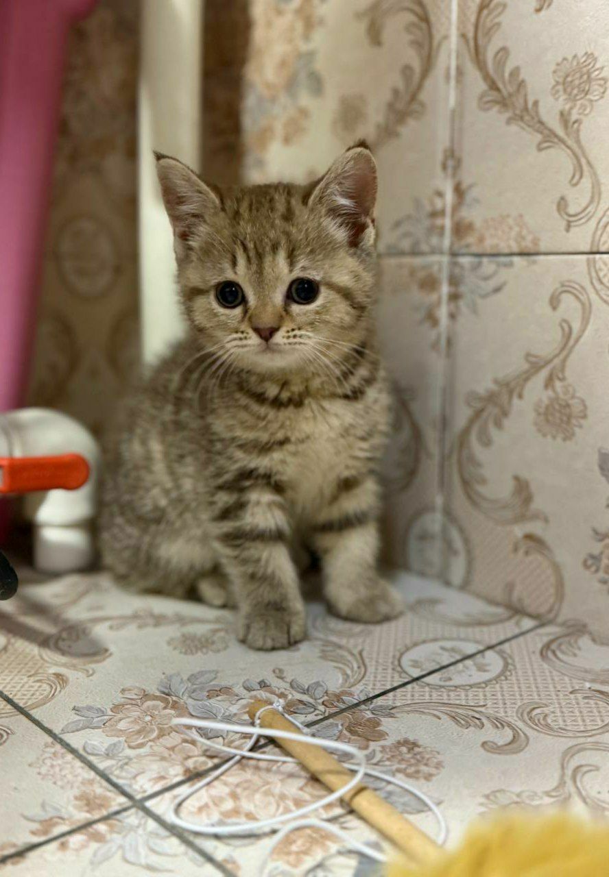Шодландский Скоттиш Страйт сотилади