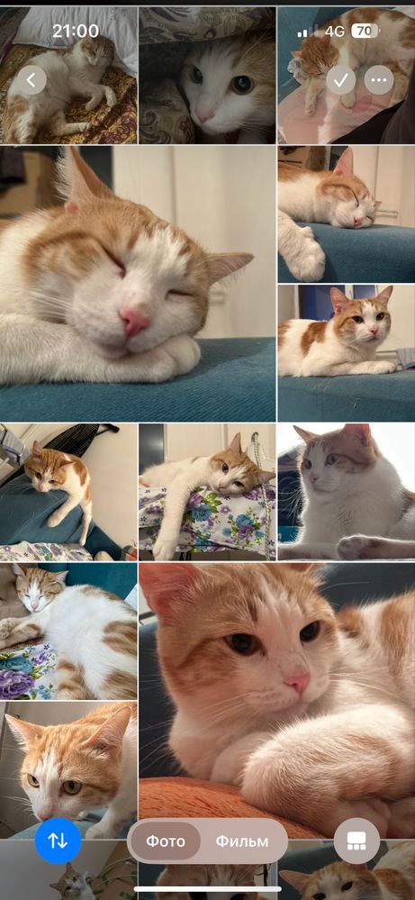 Кот по кличке РЫЖИК ищет дом !