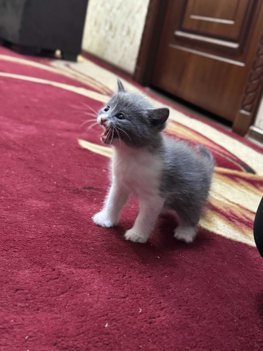 Продается котята