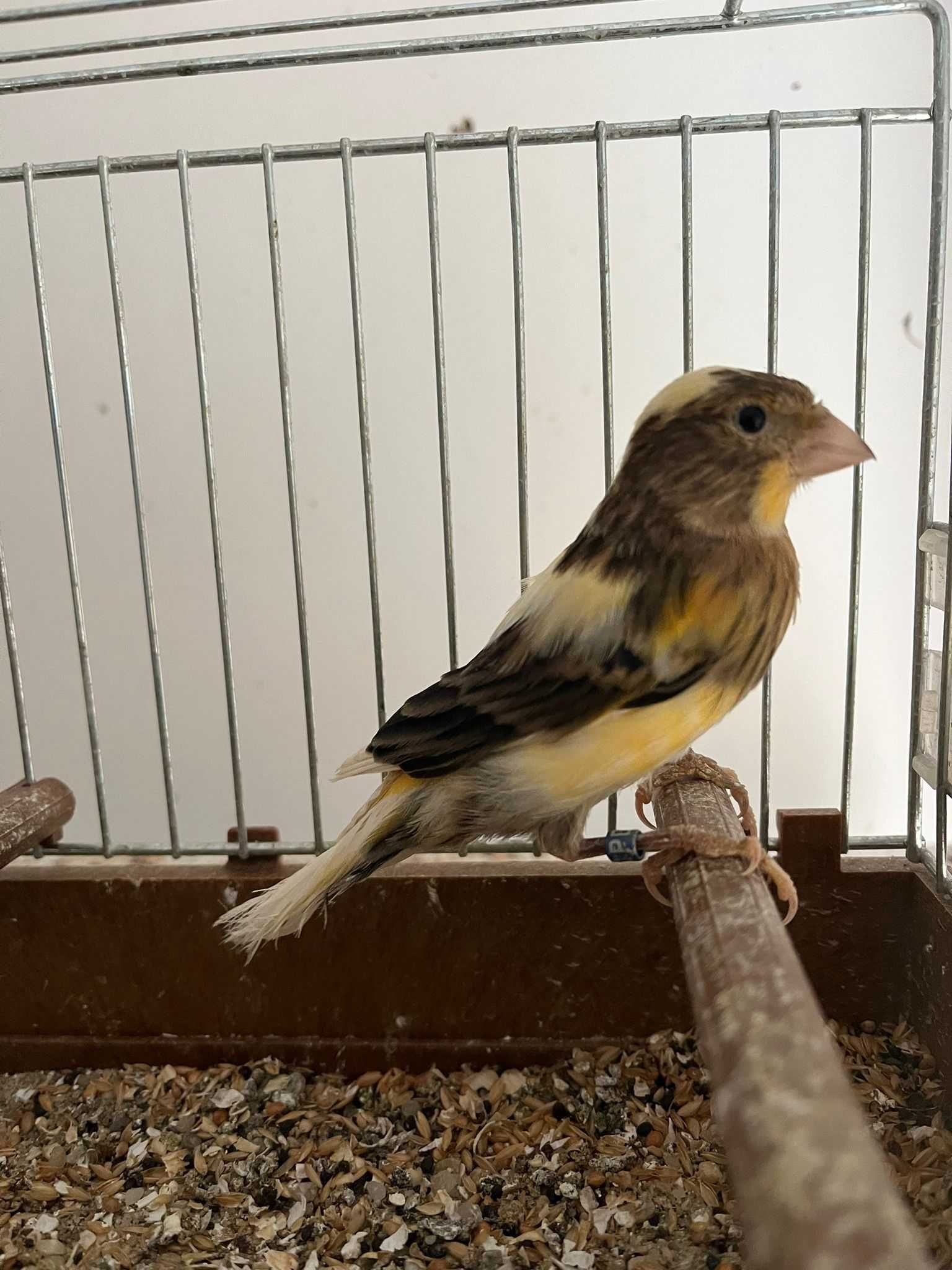 canari femele si masculi