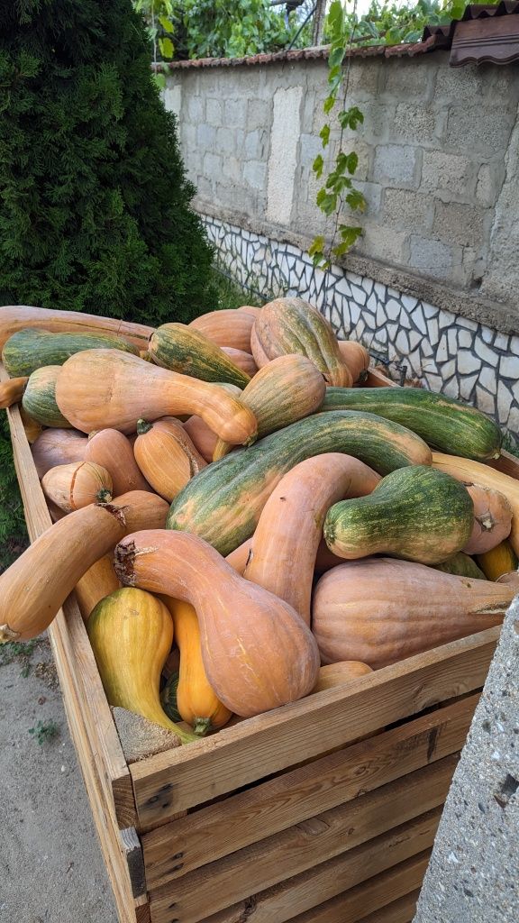Продавам Тикви за фураж