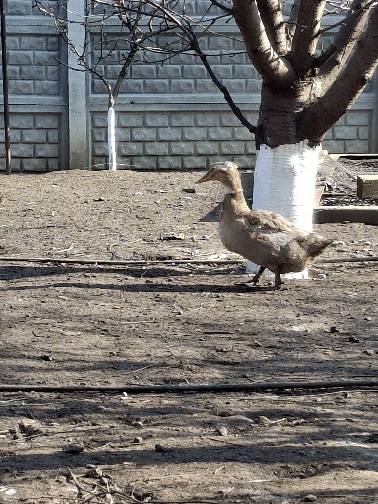 Oua gaina rața si bibilica pentru incubat si consum