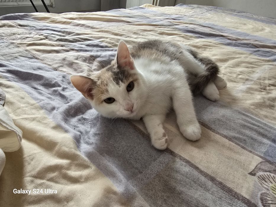 Умная Игрывая чистоплотная кошка