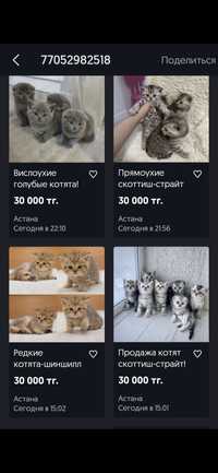 Котята скоттиш страйт, золотые шиншиллы