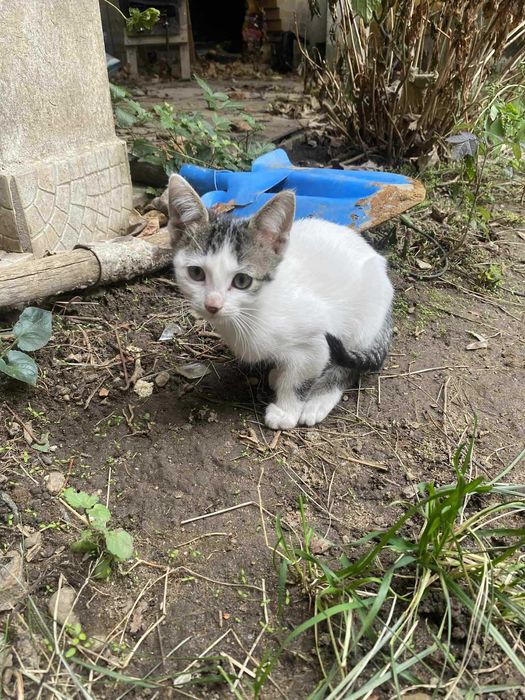 Прекрасни котета търсят дом