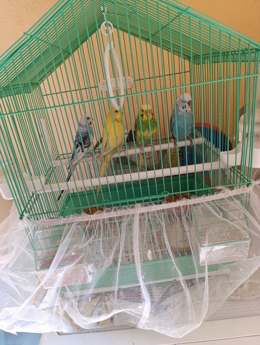 Продам волнистых папугаев, их четвера. У каждого своё имя, красивые