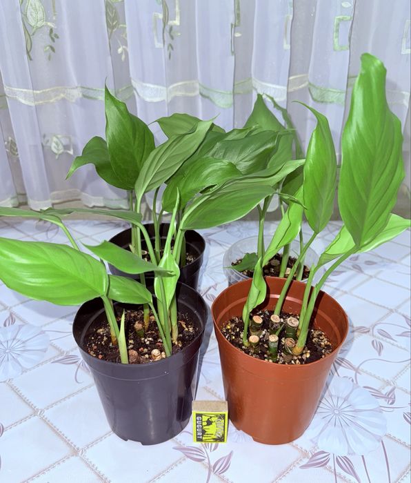 Аглаонема, комнатные растения, комнатные цветы