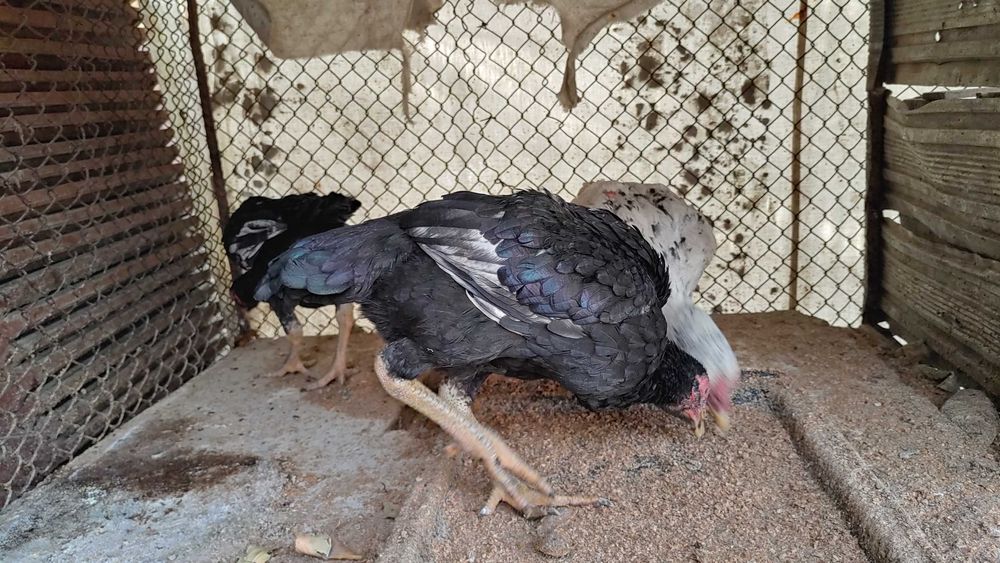 КО ШАМО японка хуроз жужалари сотилади