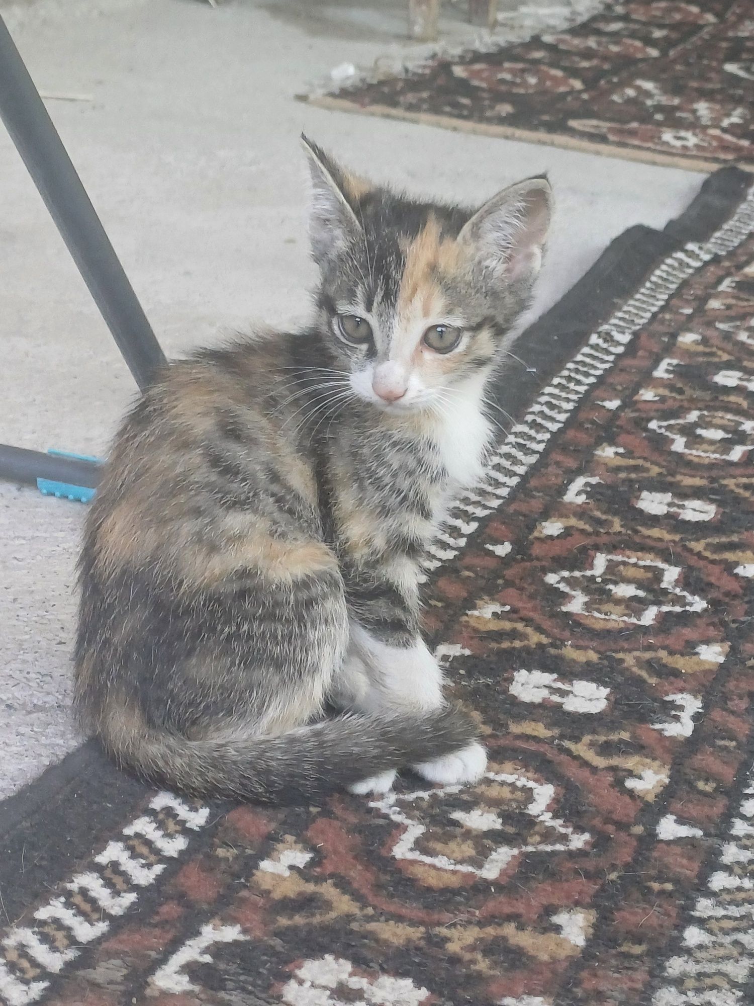 Котята бесплатно
