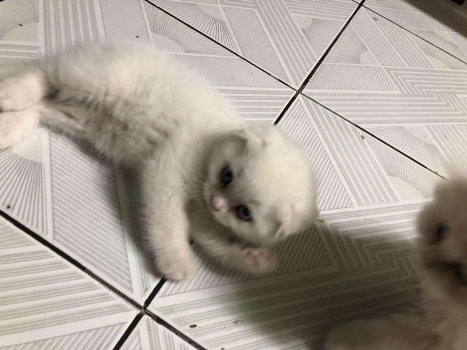 Продается котята sotilad mushu bolachalari