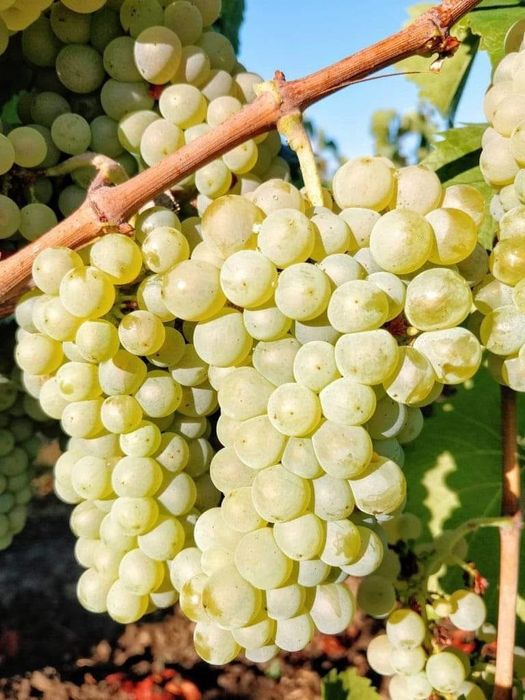 Struguri de vin alb roze și negru