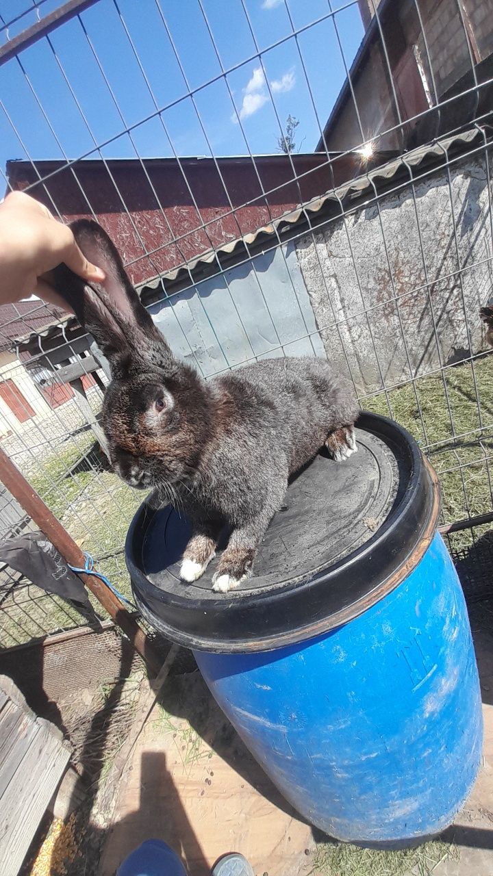 Vând iepure cotoi 250 lei