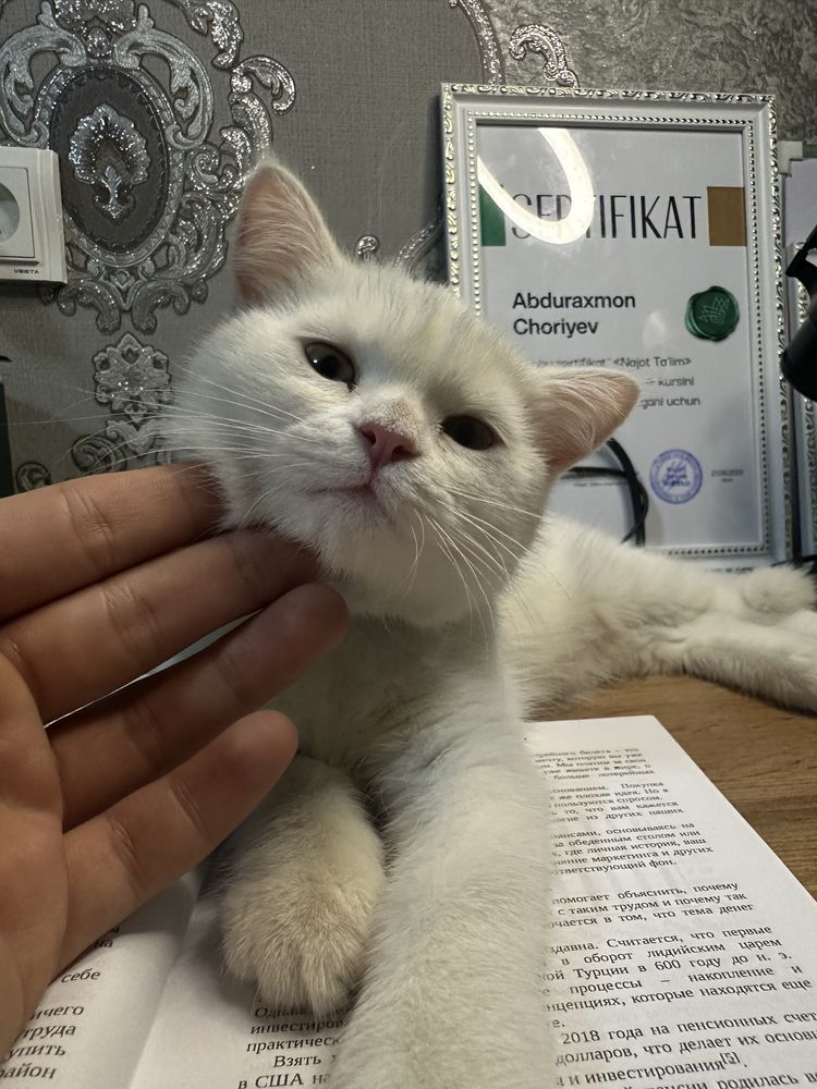 Parodali mushuk sotiladi! Narxini yana kelishamiz!