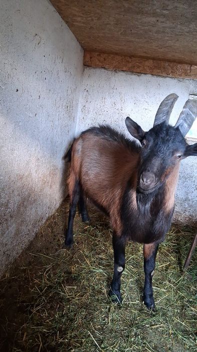 Țapi Alpin francezi