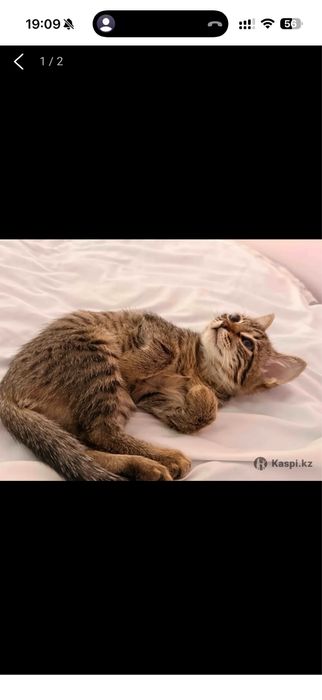 Срочно отдам котенка