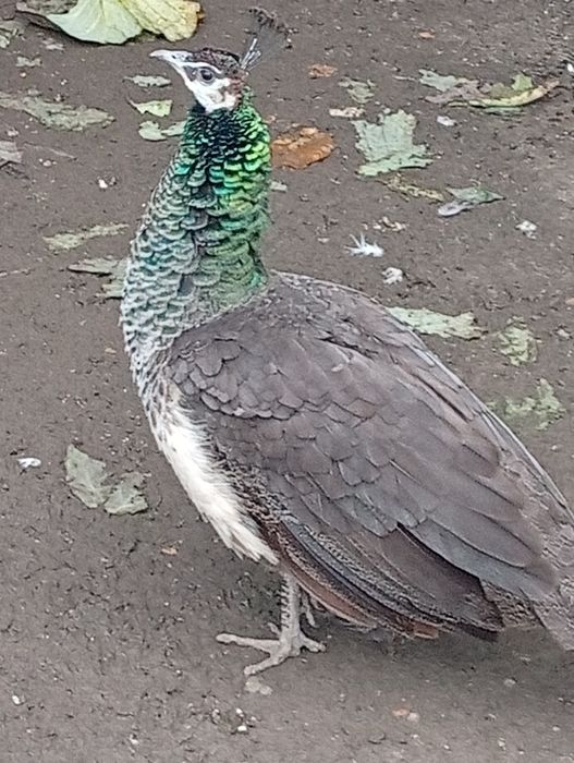 De vânzare pereche matura  mascul 5 ani și femelă 3 și pui din vara