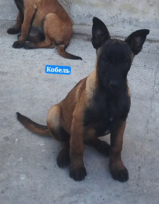 Продаются чистопородные щенки Малинуа