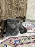 Мушукча сотилади (девочка)