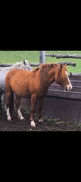 Жабағы жабагы лошади