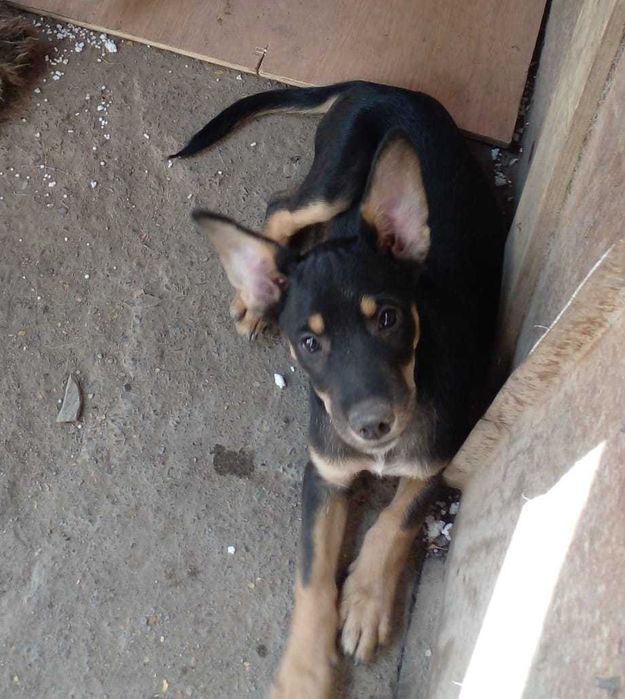 Щенок подросток супер охранник и звоночек