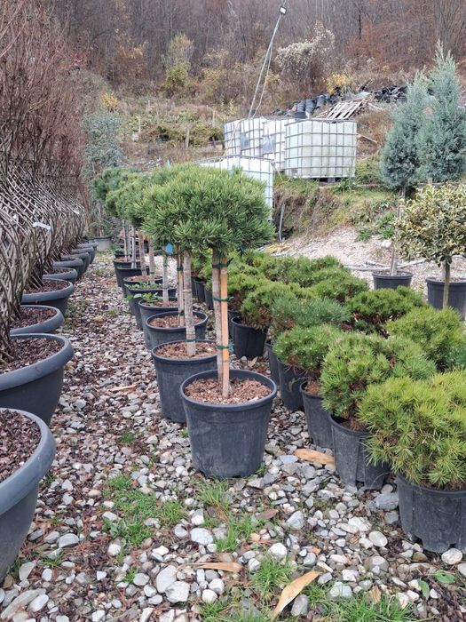 Vând brazi argiti verzi