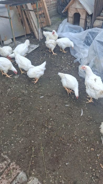 Vând pui pe comandă