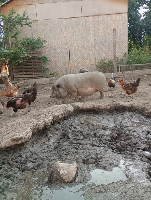 Виетнамски прасета