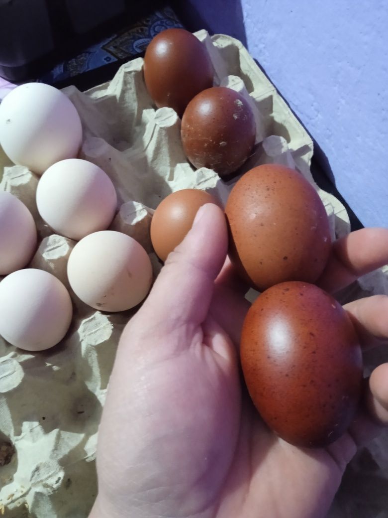 Vând oua marans pt incubat