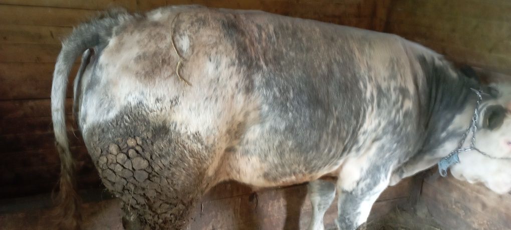 De vânzare Taur rasa belgian