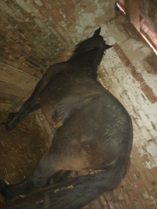 Vand manaza mai multe detali la telefon  manza nu este a mea