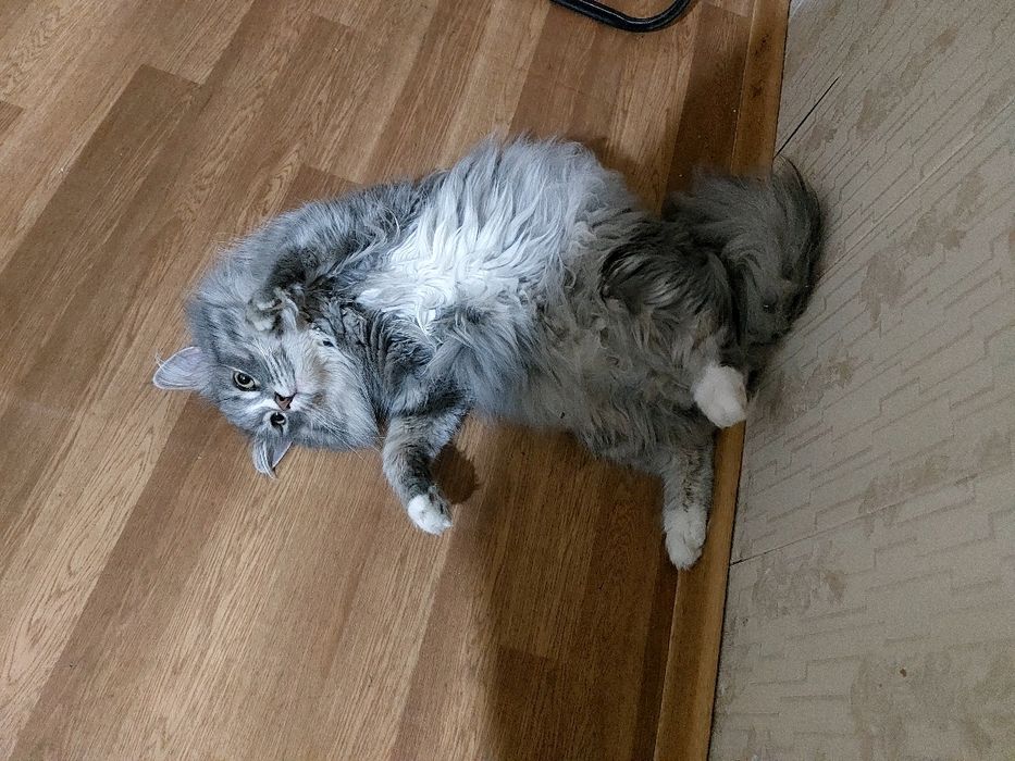 Отдадим даром кота. Ему 2,5 года. Зовут Локи. не в квартиру.