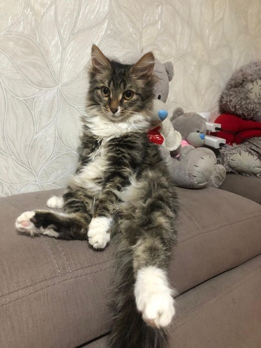 Отдам котёнка,в хорошие добрые руки