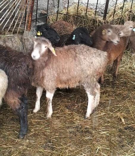 Овцы степные тоқты молодняк