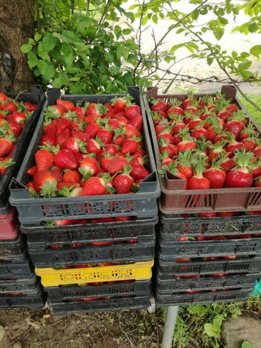 Продавам разсад ягоди