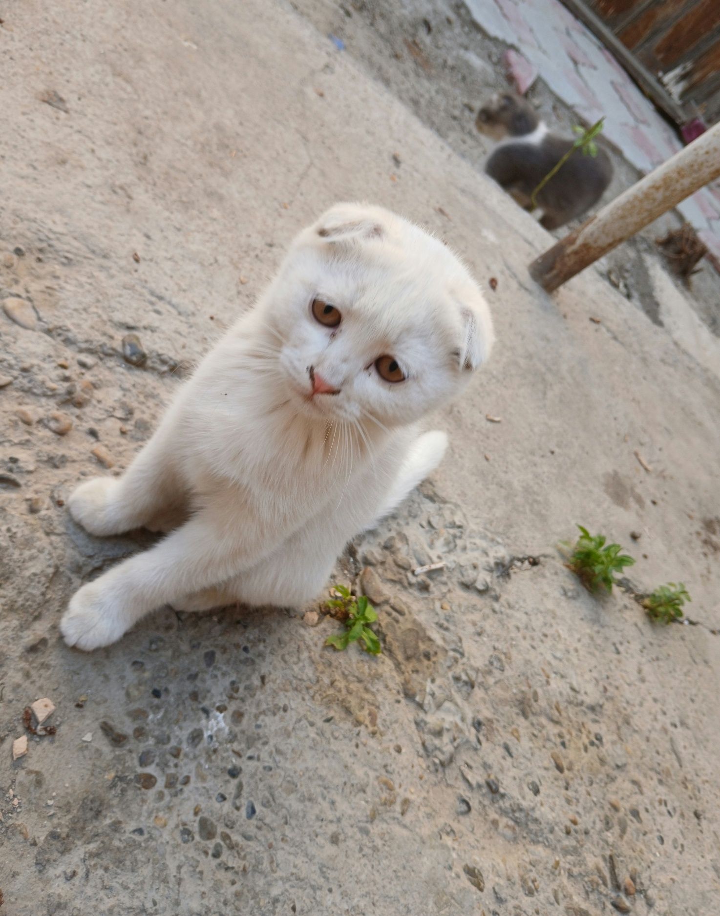 Кошки скоттиш фолд