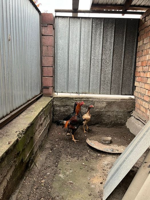 Дакан бойцовский