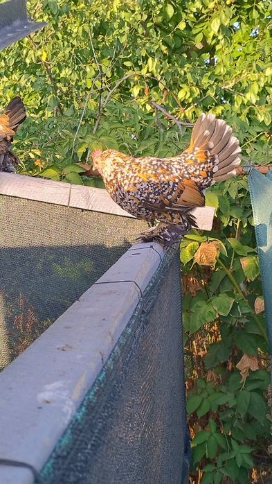 Găina Rasa Pitica Mii de Flori