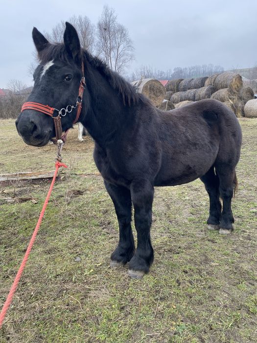 Manza de 1 an si 7luni