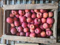 Яблоки зимних сортов с крестьянского хозяйства под Алматой
