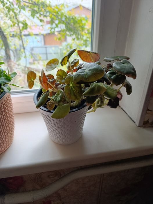 Цветы комнатные  отличные