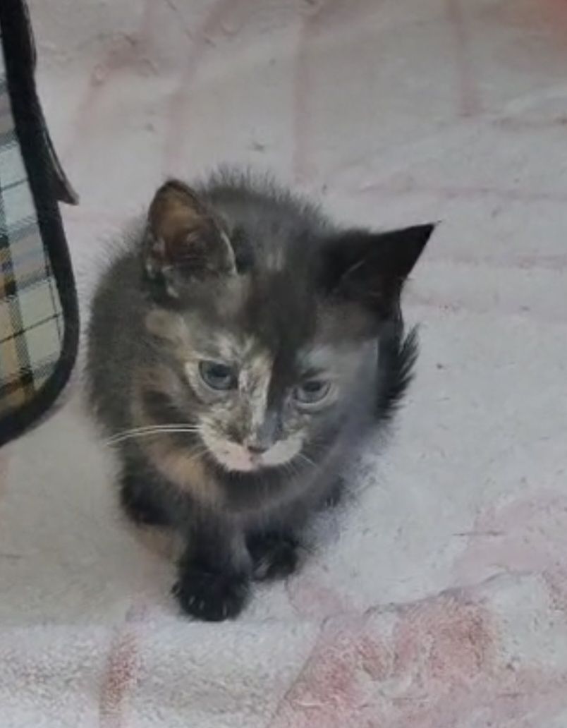 Котятки в добрые руки