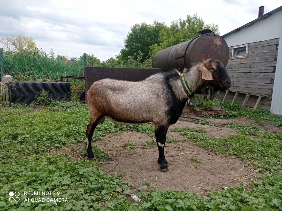 Продам родословного козла