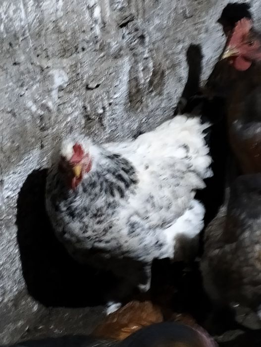 Продам кур. Несушки ( миксы).