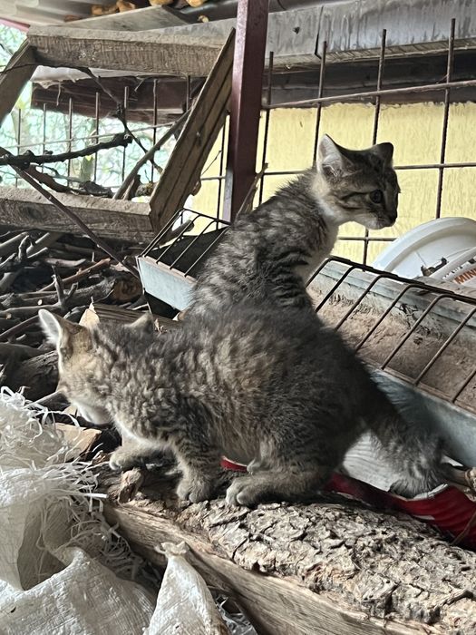 Donez pisica (2 pisicute)